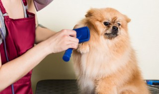 霸气又聚财的狗狗名字 霸气又聚财的狗狗名字公狗