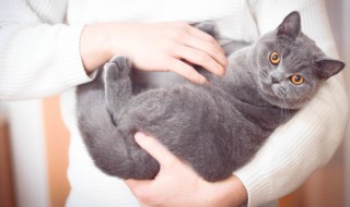 小蓝猫好听的名字 小蓝猫好听的名字母猫