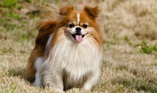 母狗叫什么好名字大全 母狗狗叫什么名字好