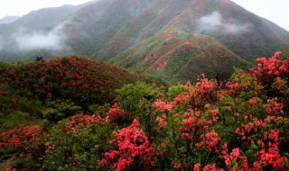 山上挖的映山红怎么栽（山上挖来的映山红该如何种植）