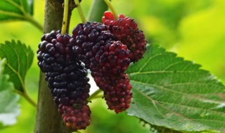 桑葚怎么保存才新鲜 大量新鲜桑葚怎么保存