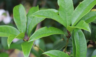 桂花的叶子边缘为什么会干枯呢（桂花叶子边缘开始枯萎）