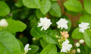 茉莉花茶的茶叶是什么植物的叶子（茉莉花的叶子是茶叶吗）