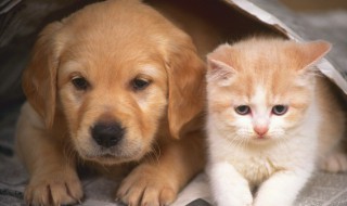 秋天给狗狗洗澡要注意什么 春天给狗狗洗澡注意事项