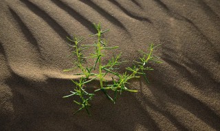 沙漠中生长的花 沙漠里长的花