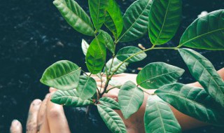 被子植物是不是就是双子叶植物（被子植物是不是就是双子叶植物呢）