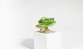 扦插繁殖法是怎样（扦插繁殖法操作流程）