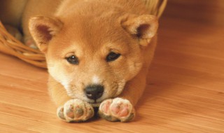 领养一只1岁多的狗狗要注意什么（领养一只1岁多的狗狗要注意什么事项）