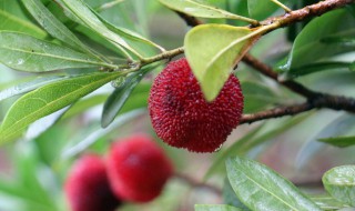 家门口种什么果树好 家门口种什么水果树好