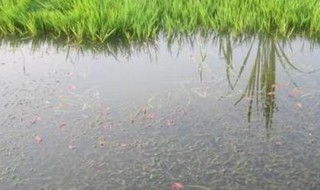 请问有哪些动植物在池塘生活（池塘里的水生植物有哪些）