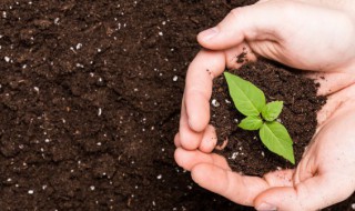 土壤能为植物的生长提供哪些条件 土壤能为植物的生长提供哪些条件和作用