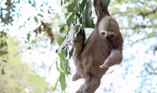 树懒身上的植物是什么植物（树懒是什么生物）