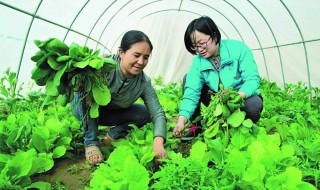 北方种菜立夏能种吗（北方夏天能种什么菜）