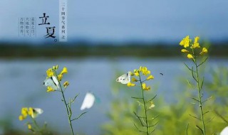 过了立夏能种铁树吗（冬天能不能栽铁树）