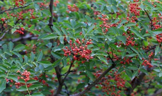 立夏之后可以种花椒吗（夏天可以移栽花椒树吗）