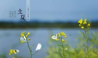 福建立夏种植什么作物（立夏种植什么农作物）