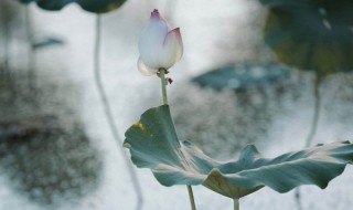 爱莲者说作者简介 爱莲说作者代表作