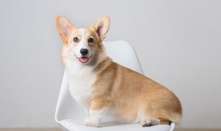 狗狗身上臭味如何消除（狗狗身上的腥臭味怎么去掉）