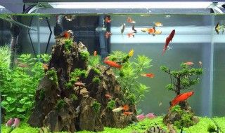 鱼缸滤网多久洗一次（鱼缸过滤材料多久洗一次）