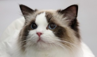 家里养猫怎么除味（家里面养猫怎么除味道）