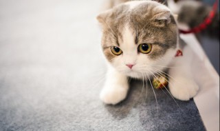 家里有野猫怎么驱逐 有什么办法驱赶野猫