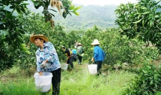 栗树一年施几次肥什么时候施肥（板栗树什么时候施肥施什么肥）