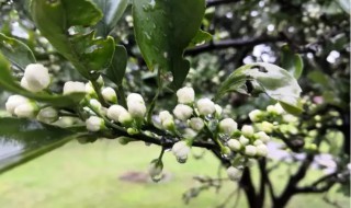 橘子树在开花的时候怎么施肥呀（橘子树开花时能施肥吗）