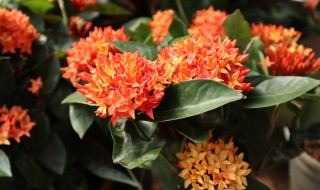 仙丹花施什么肥养得好 蓝花丹施什么肥