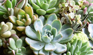 种下的多肉叶子蔫了是不是死了（刚种下的多肉叶子变蔫）