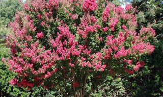 痒痒树紫薇真的怕痒吗 痒痒树是紫薇吗