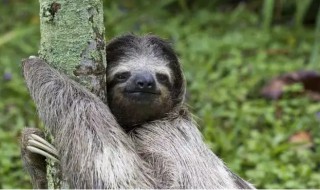 树懒为什么要下树排便 树懒 下树