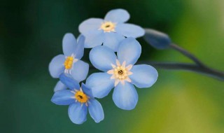 勿忘我花种子种植方法（勿忘我开花后怎么留种子）