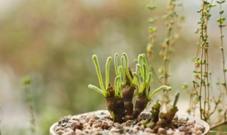 碧光环种子种植方法（碧光环用什么土种）