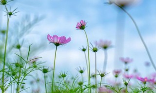 格桑花的种子种植方法 格桑花种子怎么种植方法