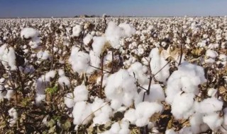 棉花是什么时候传入中国的(棉花何时传入中国的)