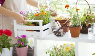 植物的繁殖方式有哪些 植物的繁殖方式有哪些?各自 有什么特征?