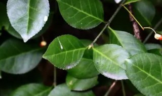 卫矛科植物有哪些（卫矛科是单子叶植物吗）