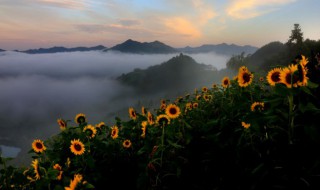 向日葵什么时候开花时间是几点（向日葵什么时候开花）