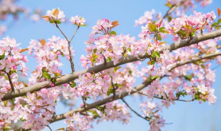 海棠花适合什么季节种（海棠花什么季节种最好）