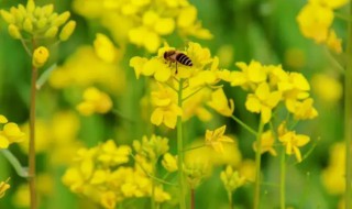 油菜什么时候施硼肥（油菜什么时候施硼肥效果最佳）