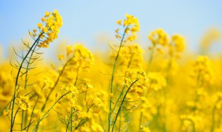 白菜花和油菜花有什么区别 油菜花和青菜花有什么区别