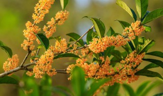 盆栽桂花什么季节换土 盆栽桂花什么时候换土最好