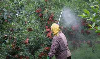 苹果套袋有什么好处（苹果套袋的坏处）