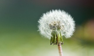 蒲公英凉拌怎么做 蒲公英凉拌做法