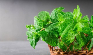 薄荷怎么食用(种的薄荷怎么食用)