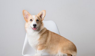 家里适合养什么宠物（家里适合养什么宠物不掉毛）