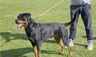 女生适合养什么大型犬 女生适合养的中大型犬