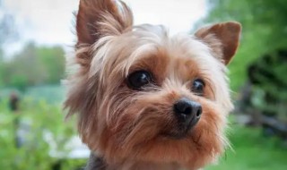 女生适合养什么狗狗（女生适合养什么狗狗品种）