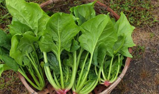 菠菜种子冰箱催芽方法（秋菠菜种子冰箱催芽方法）