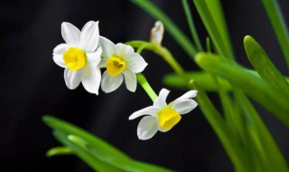 水仙花开多长时间（水仙花开多久）